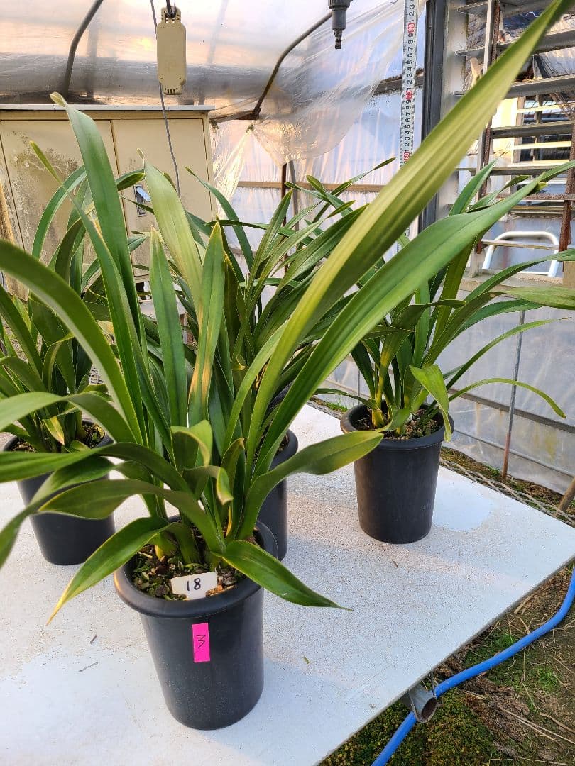 フォアゴットンフルーツ。花芽3個。5鉢セット。蜜蜂誘引蘭。日本蜜蜂