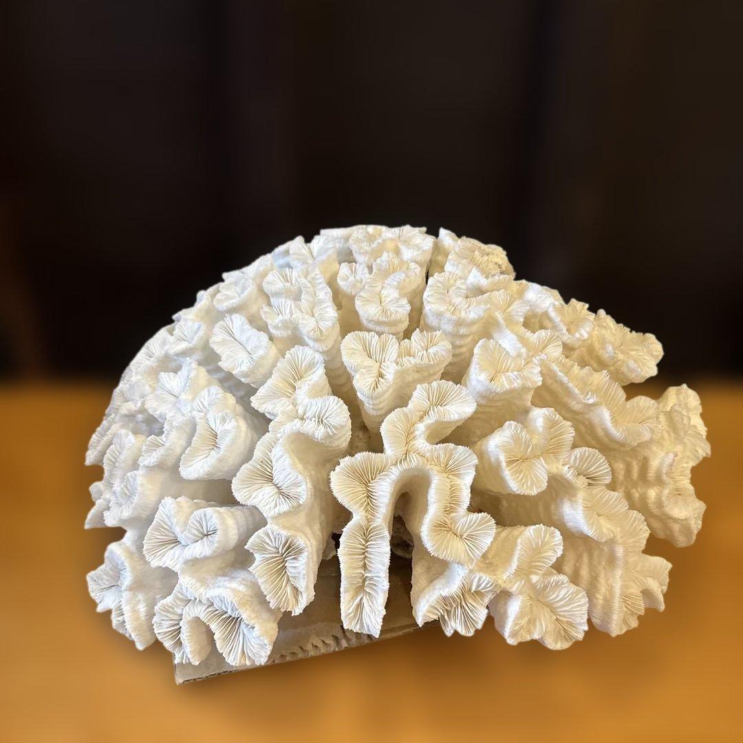 白珊瑚の置物　珊瑚礁　サンゴ　大　オブジェ　観賞用