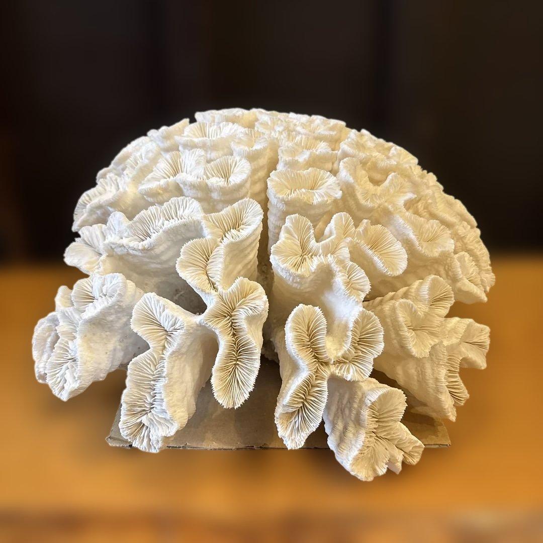 白珊瑚の置物　珊瑚礁　サンゴ　大　オブジェ　観賞用