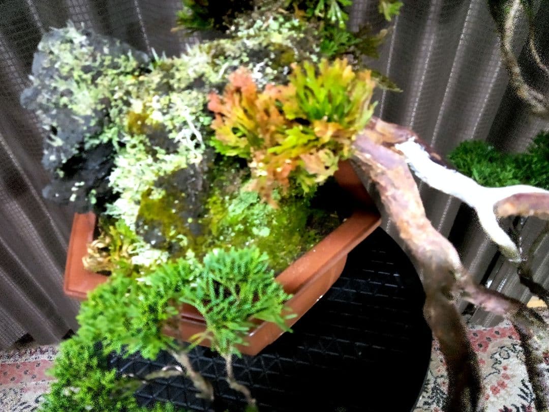 【大型　糸魚川真柏盆栽】　　　⭕生息地景観再現、美品❗