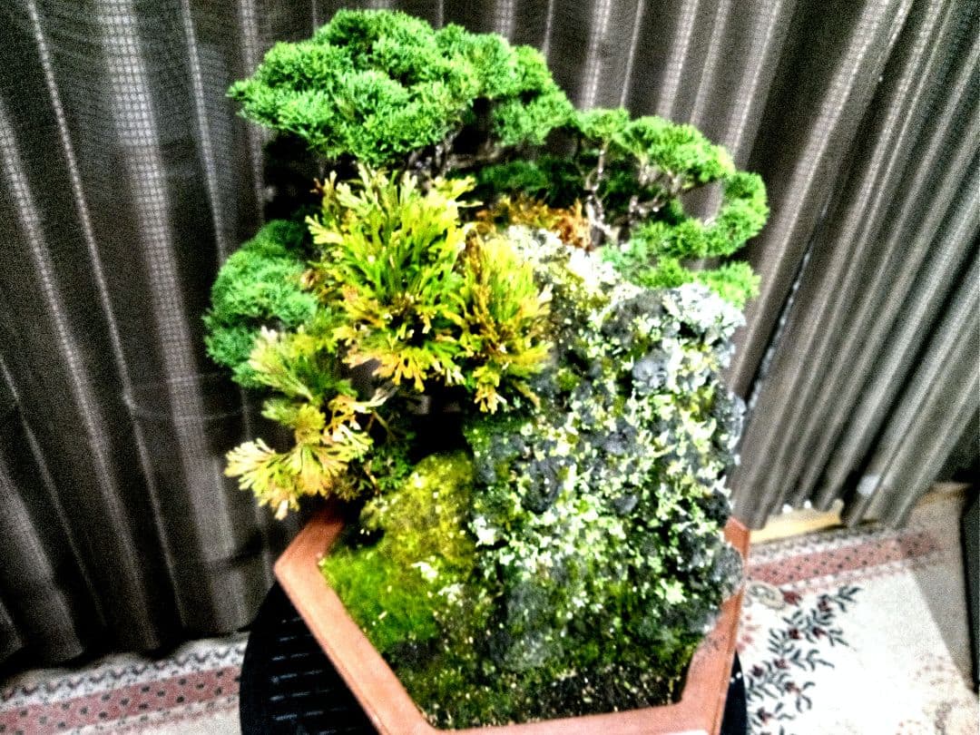 【大型　糸魚川真柏盆栽】　　　⭕生息地景観再現、美品❗