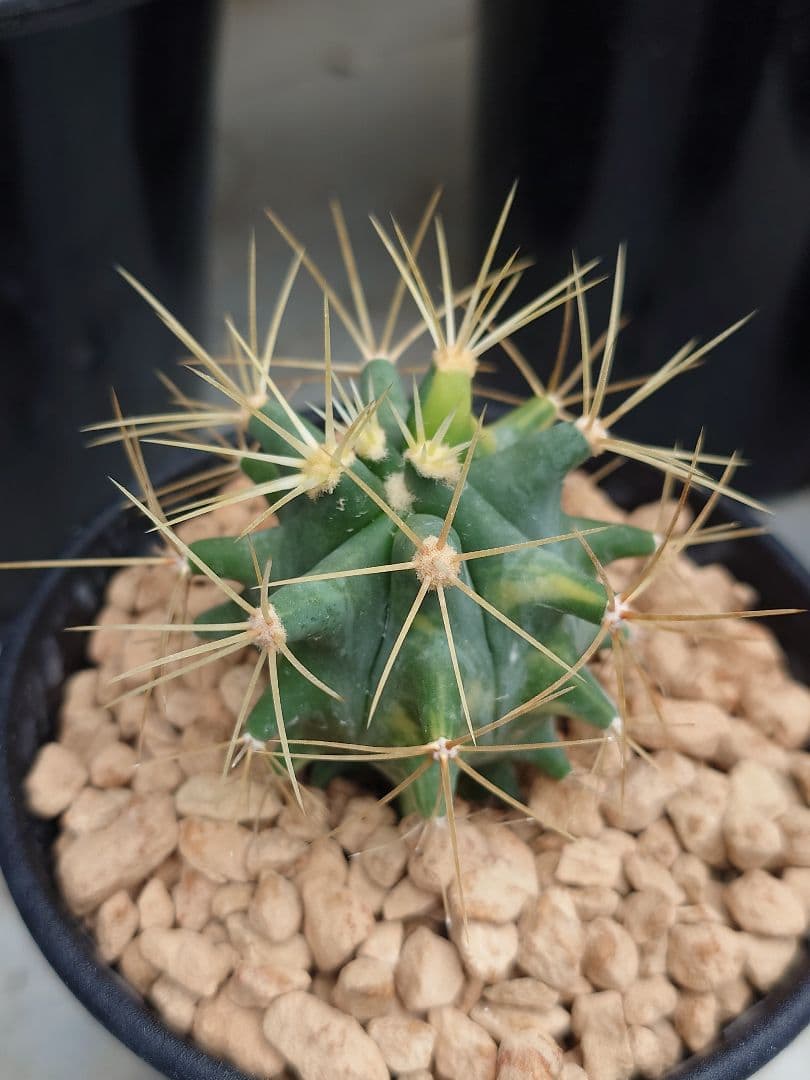 P*W様 オークション　サボテン　フェロカクタス　王冠竜錦　実生