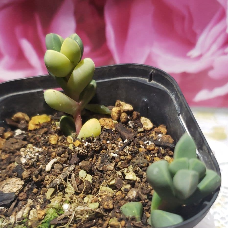 ピーチラビット！レーマニ錦他と同梱