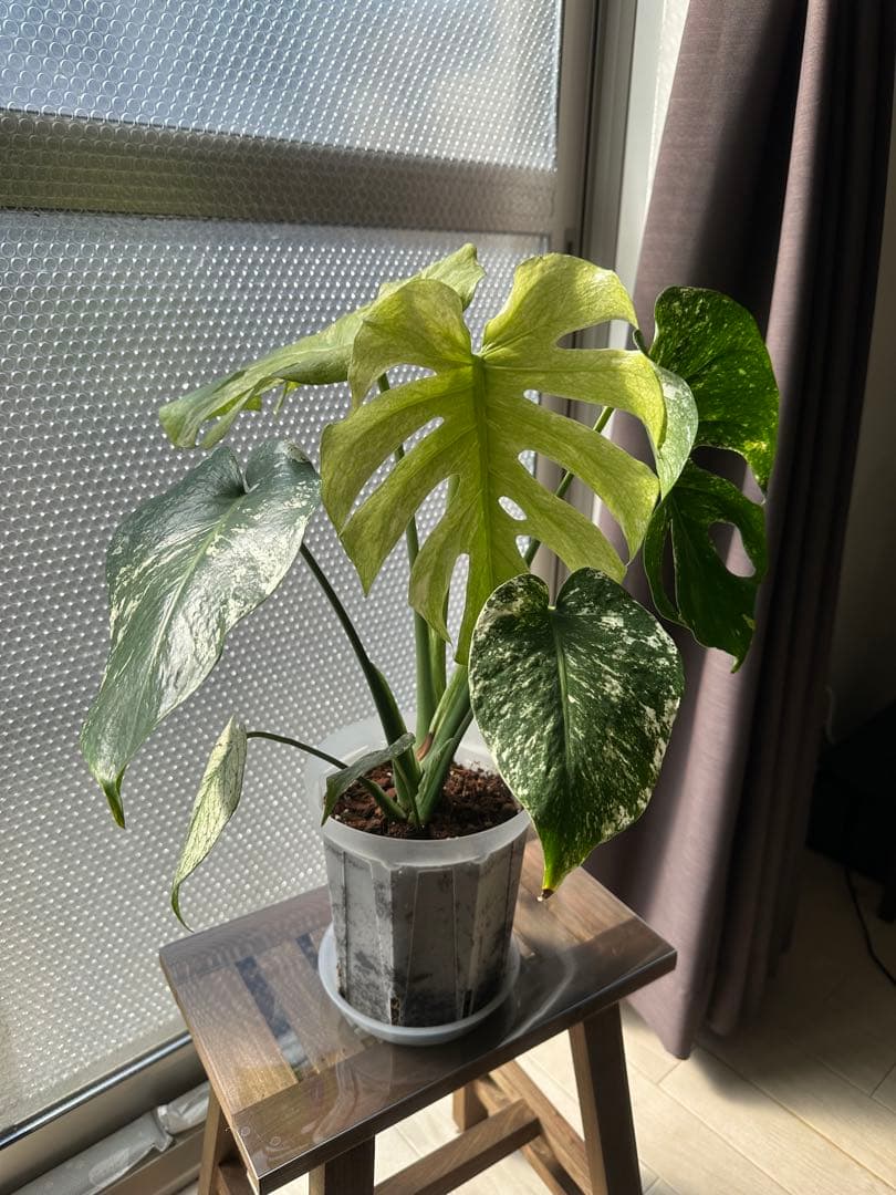 モンステラ ホワイトモンスター 天津蘭