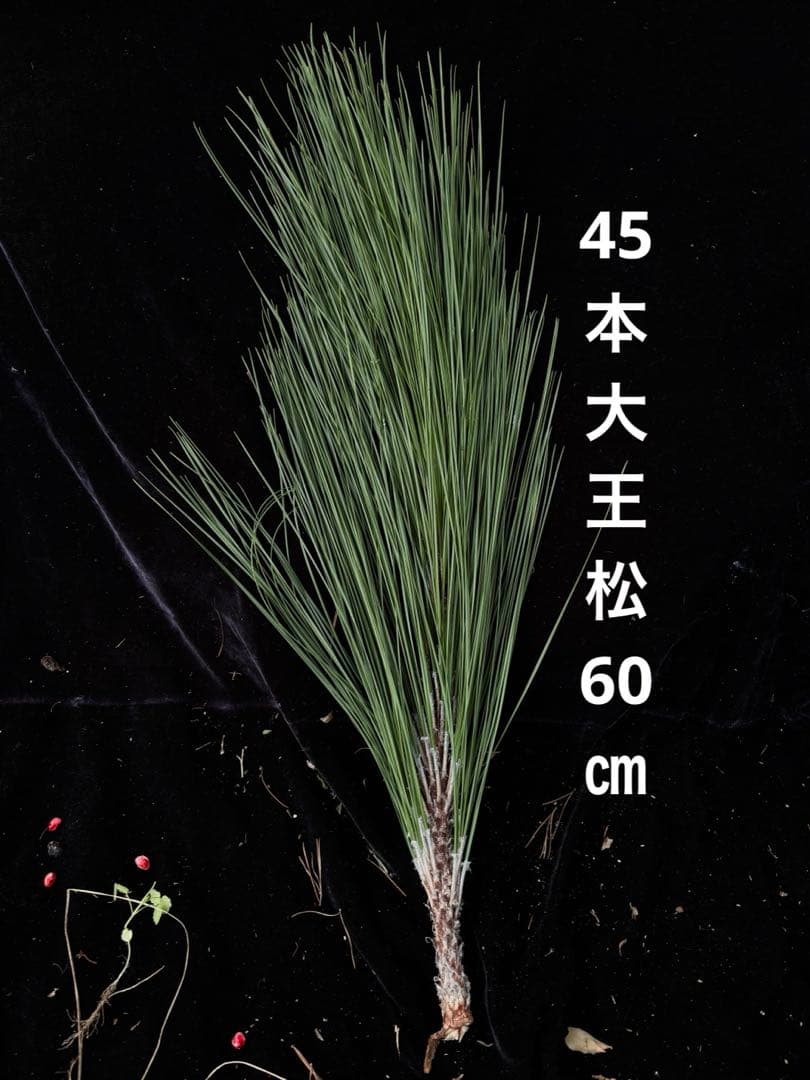 大王松　60㎝　45