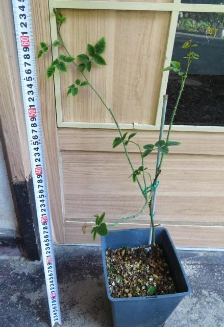 バラ接ぎ木苗　マリーローズ　切り花廃番品種