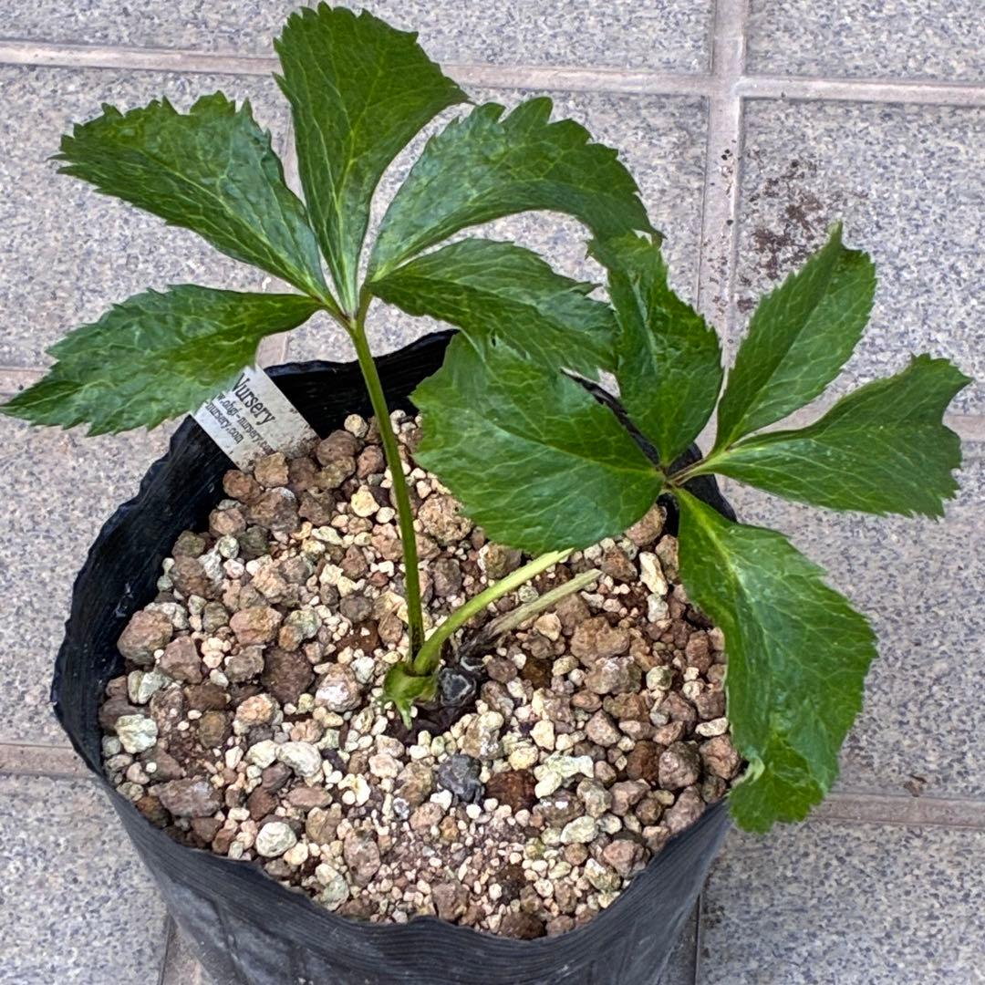 の*ん様 ☘️超レア☘️❤️開花株❤️根充実❤️新芽❤️953⭐️レア⭐️【ヘル