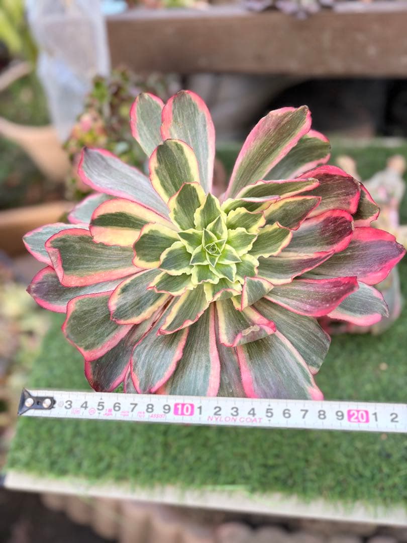 アエオニウム　魅影法師錦