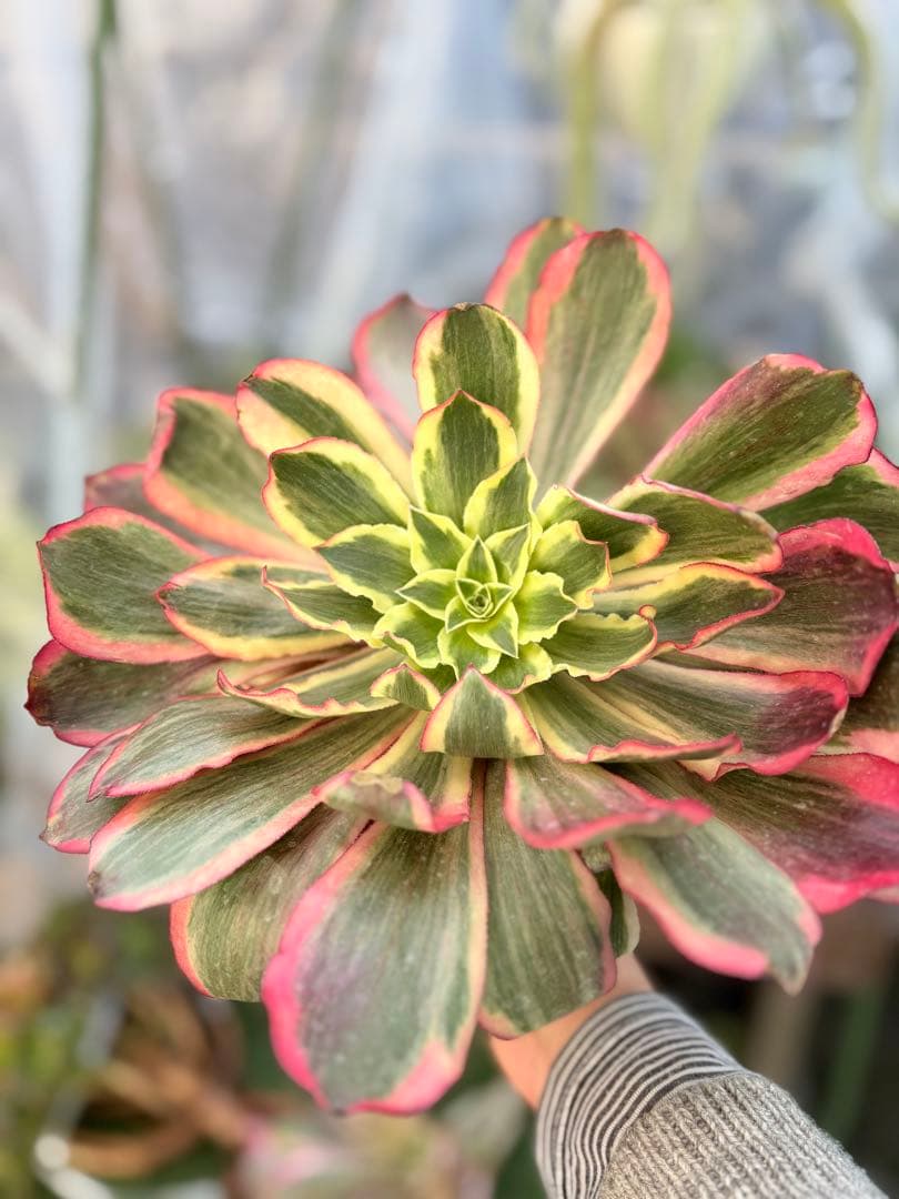 アエオニウム　魅影法師錦