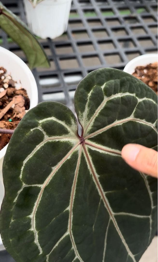 anthurium dream weaver✖️necromancer