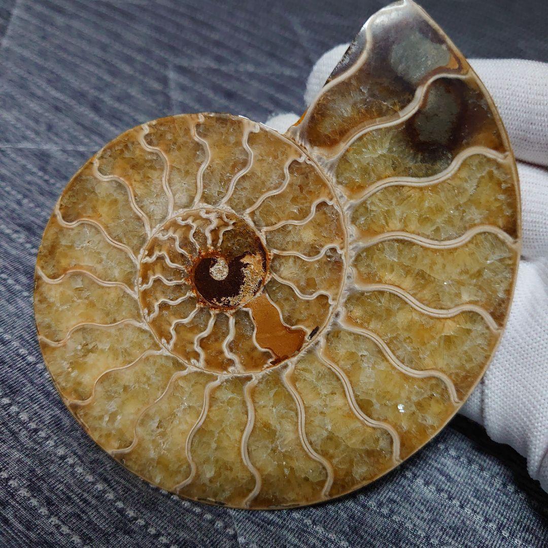 アンモナイト化石　ハーフカット　ペア　マダガスカル