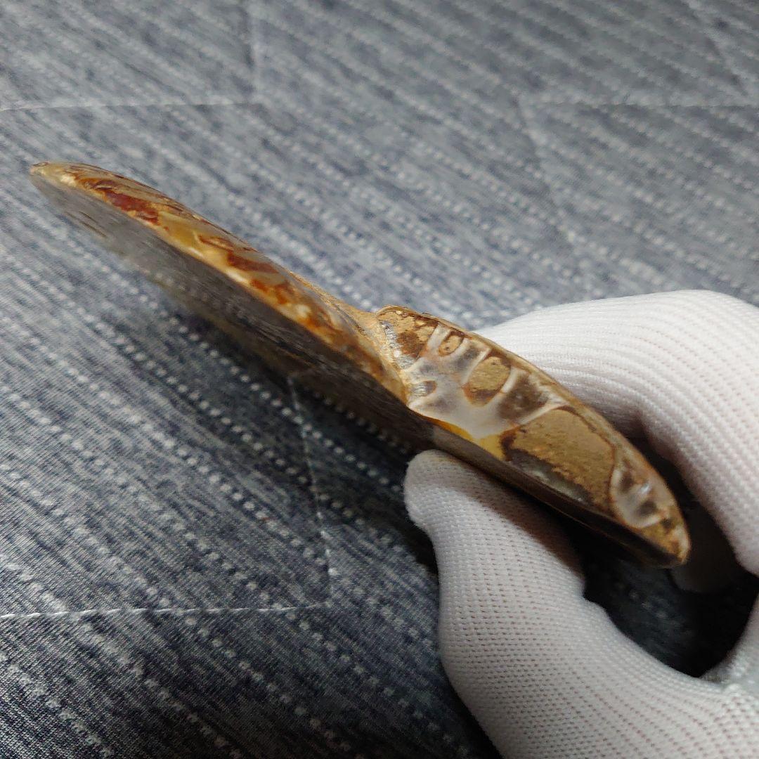 アンモナイト化石　ハーフカット　ペア　マダガスカル