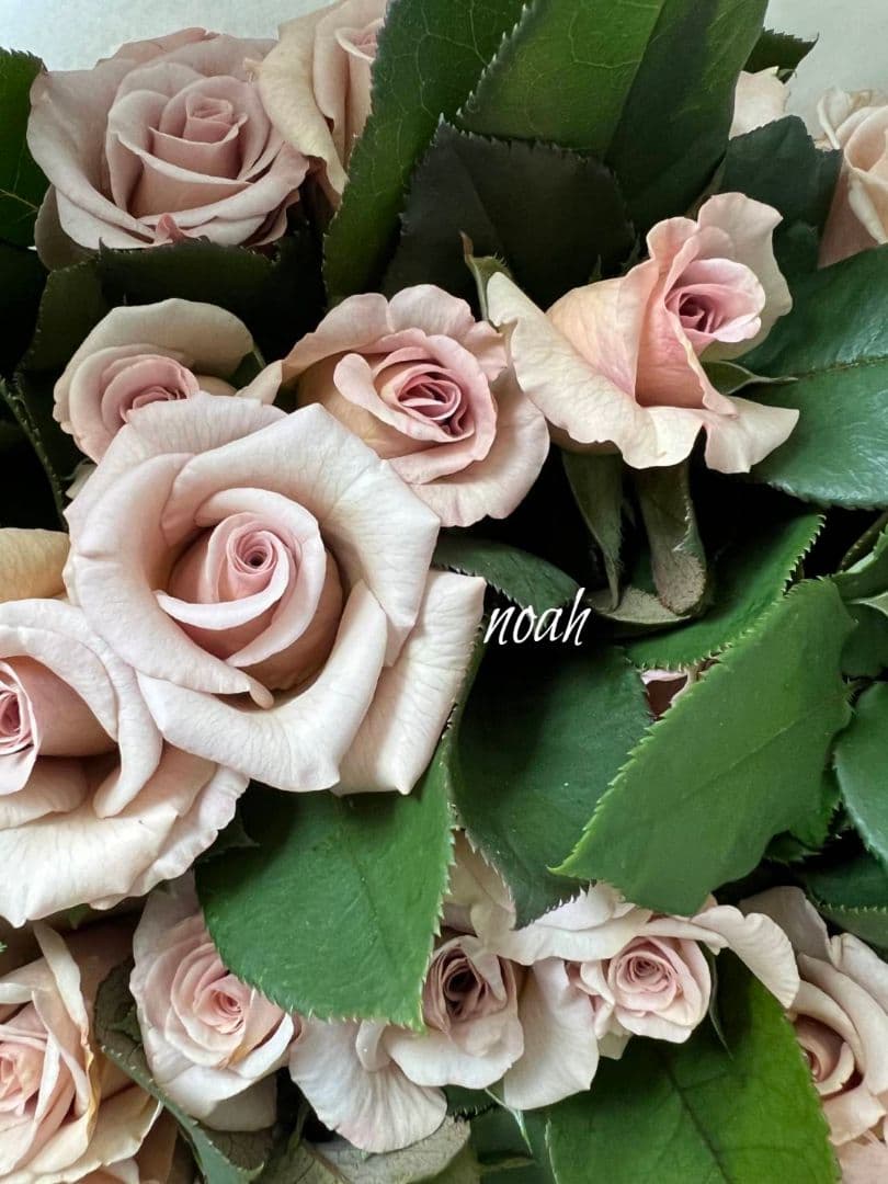 ❀オフェリアさま❀　バラ　苗　切り花品種　クリーミーな色あい　2350