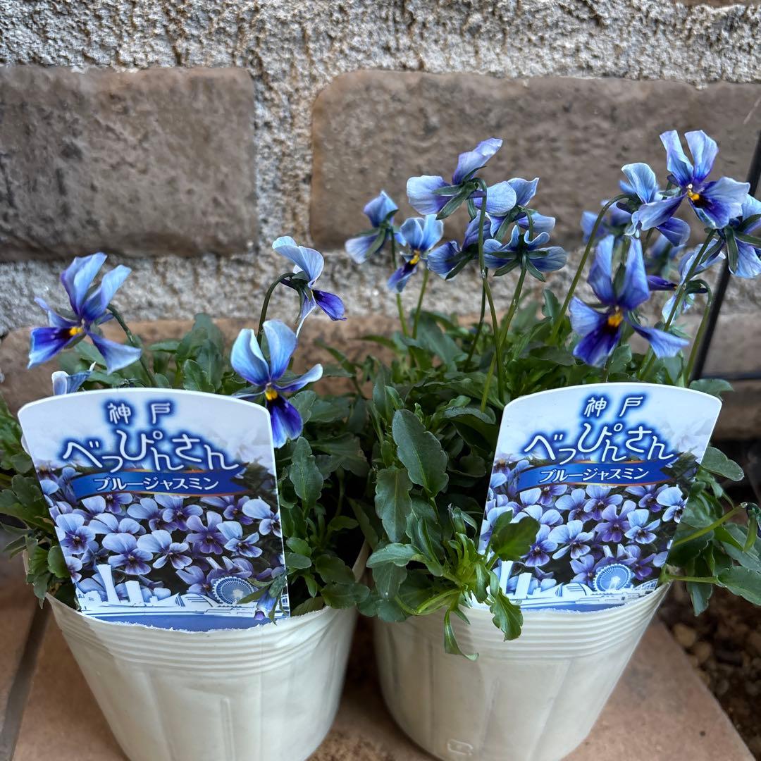 べっぴんさん・ブルージャスミンセット