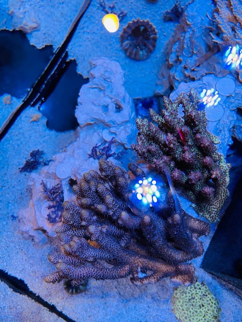 RedSea Reefer170 リーファー 美品　目黒区発送