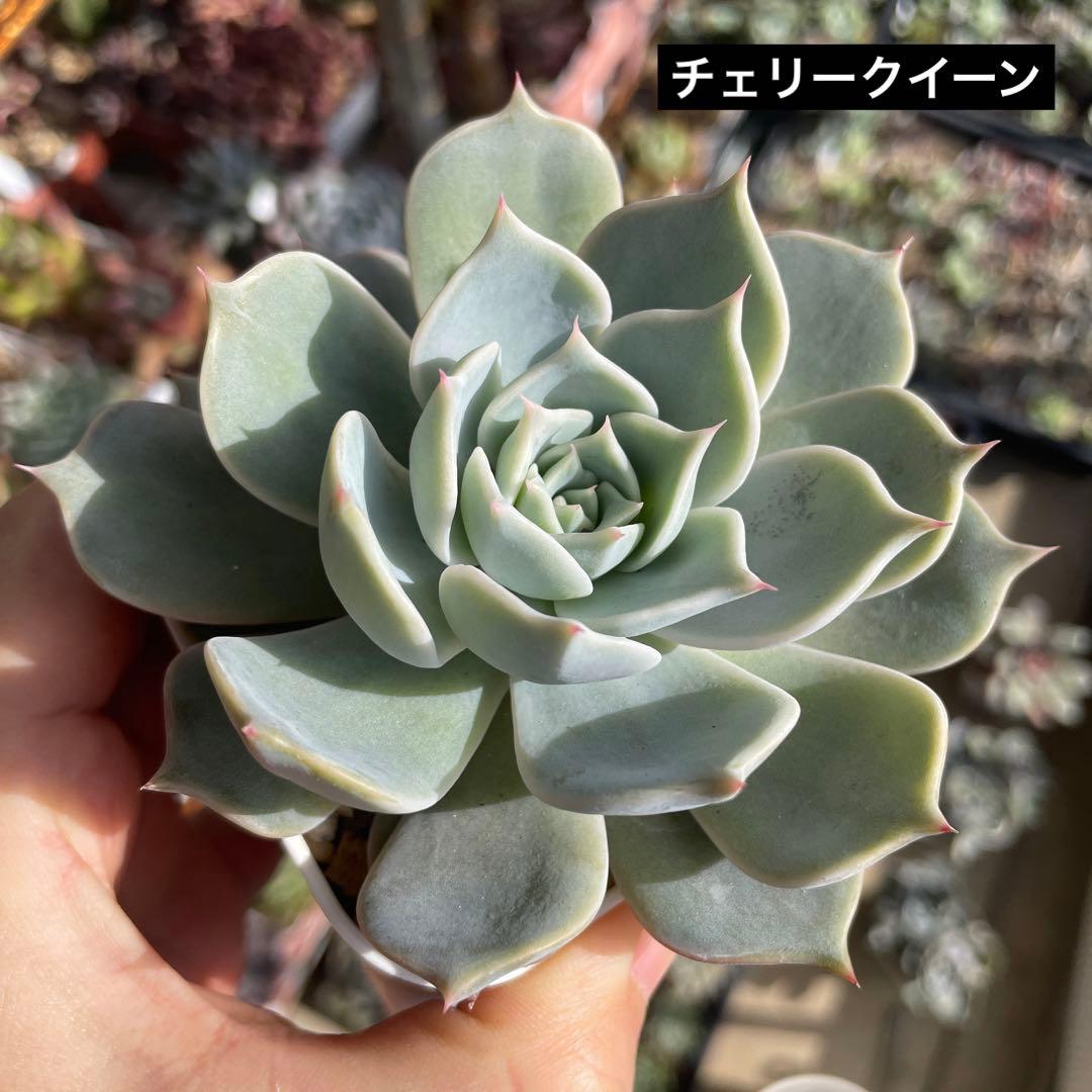 多肉植物エケベリア　チェリークイーン　抜き苗
