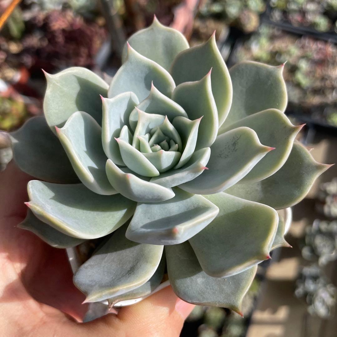 多肉植物エケベリア　チェリークイーン　抜き苗