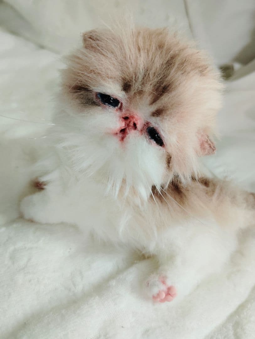 あちゃん様御予約❤ミーナちゃんと♡生後10日♡うるうるオメメの子猫ちゃん♡