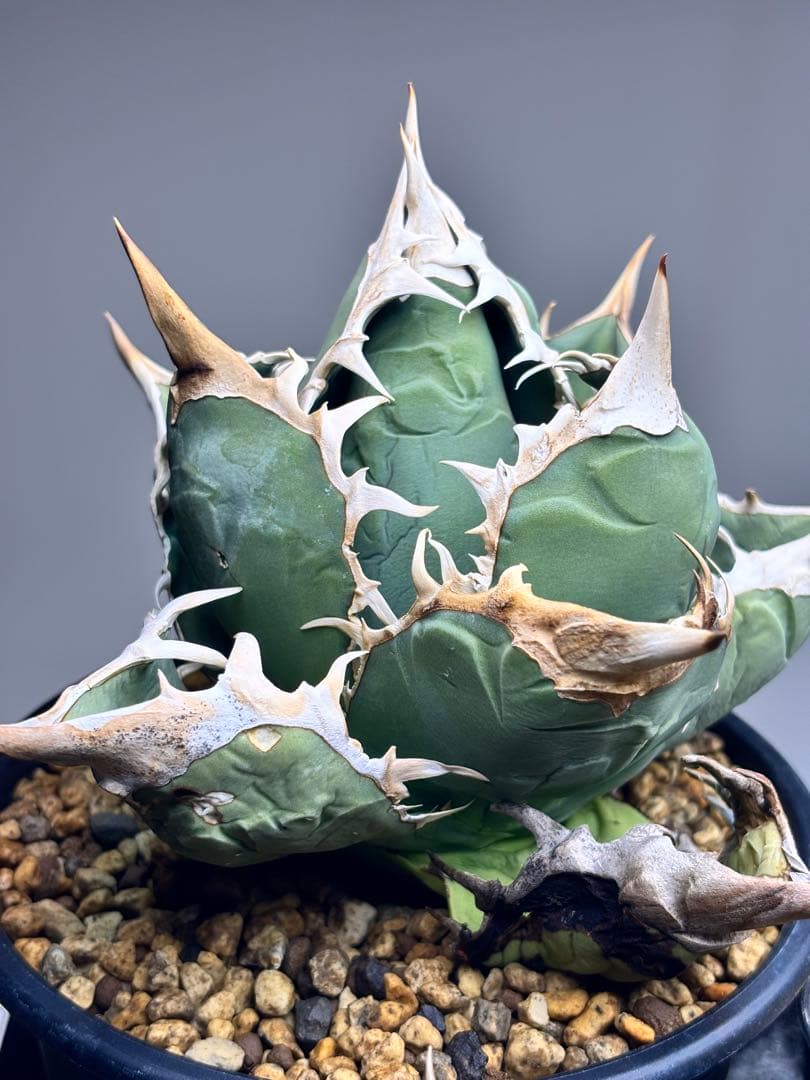 アガベ　オアハカ　ワイルド　現地球株　バンド幅　強棘