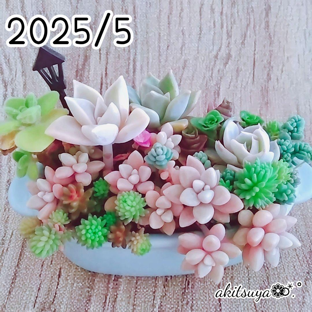 調整中①多肉植物 ちまちま寄せ植え抜き苗 根付き パープルヘイズ セダム