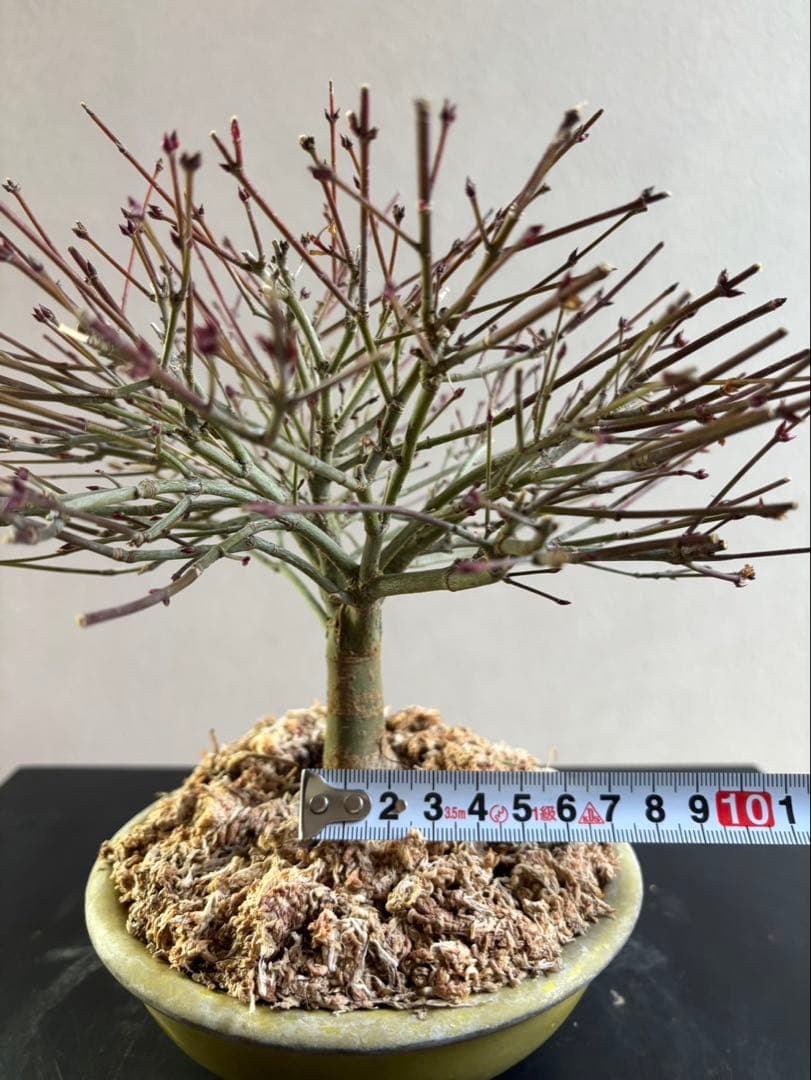 清姫もみじ　盆栽　八房紅葉　箒作り　小品　樹齢約20年