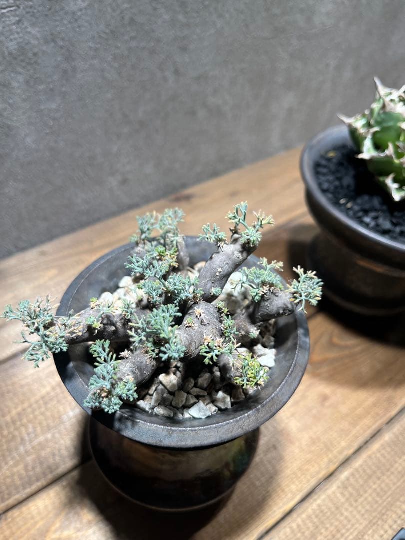 モンソニア　ムルチフィダ　サルコカウロン　ムルチフィズム　カタチ製作所　発根済