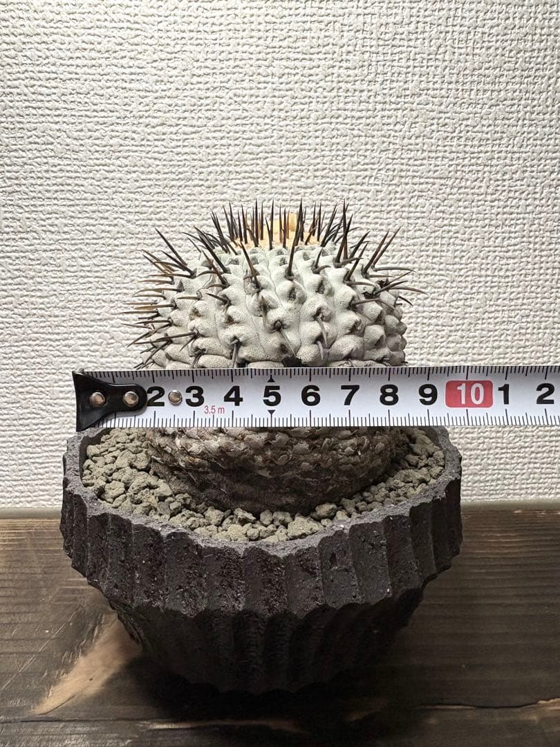 コピアポア Copiapoa コムルナアルバ　現地球　白肌美株　弧竜丸　黒王丸
