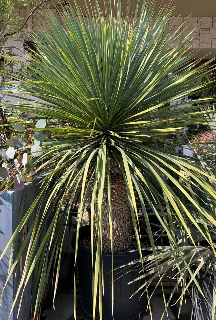 ユッカ ロストラータ