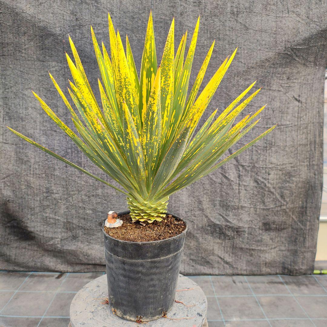 ユッカ　グロリオサ　散り斑