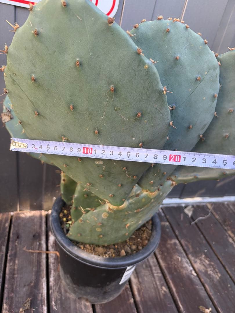 耐寒性強！団扇サボテン　オプンチアのフミフサ群生植え◇ドライガーデン南国アガベ