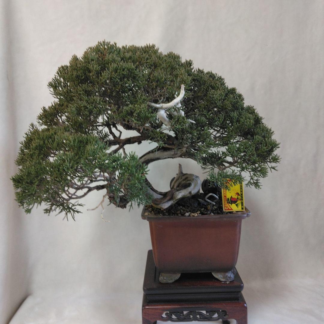 糸魚川しんぱくシャリ、神付き 依頼品黒松、しんぱく、五葉松