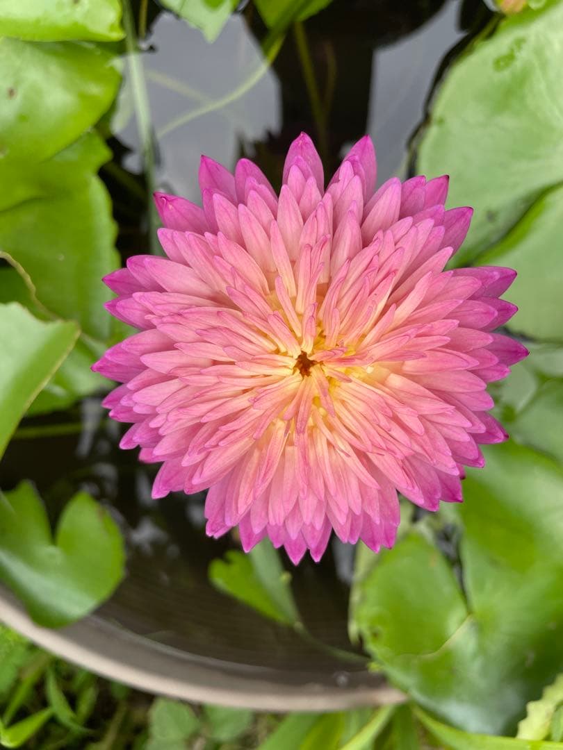 熱帯睡蓮　Wichitra バルブ苗