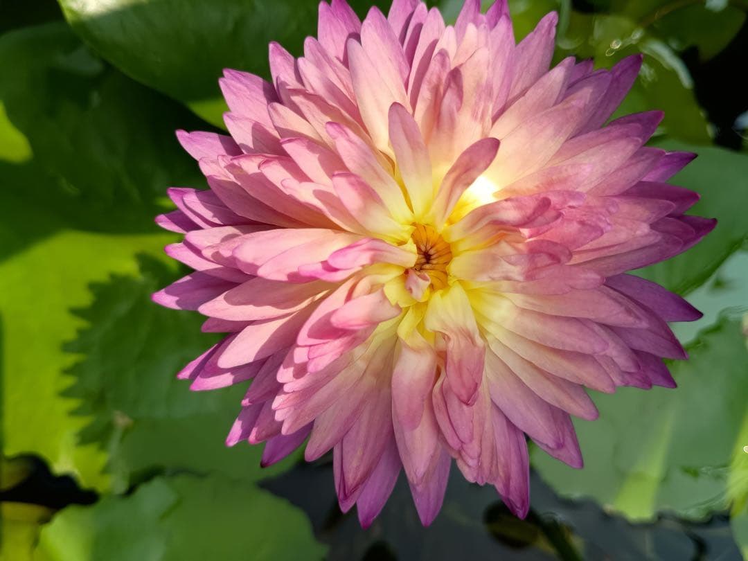 熱帯睡蓮　Wichitra バルブ苗