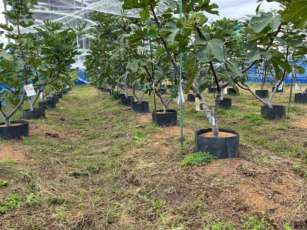 イチジク　穂木　NO6 ご注文お伺いします