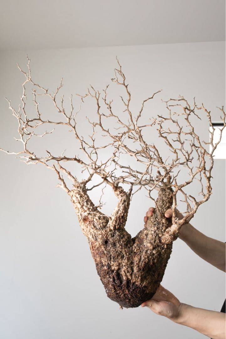 kk118 オペルクリカリア パキプス ベアルート株