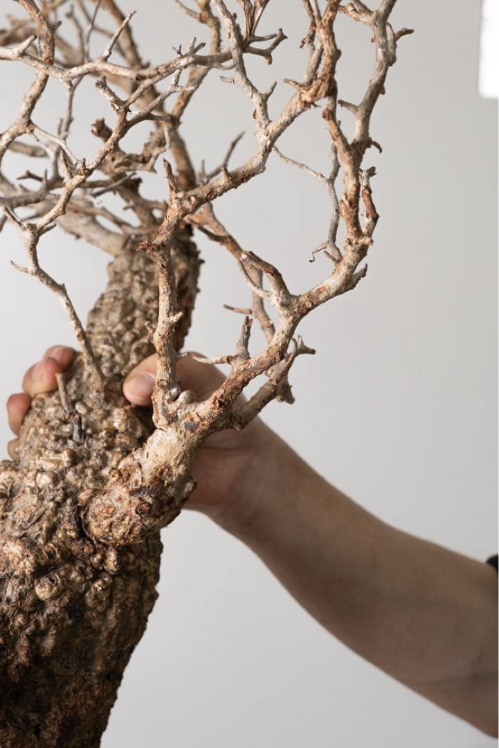 kk118 オペルクリカリア パキプス ベアルート株