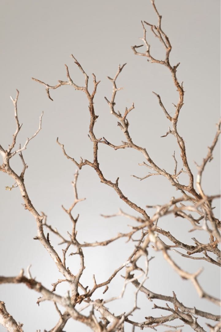 kk118 オペルクリカリア パキプス ベアルート株