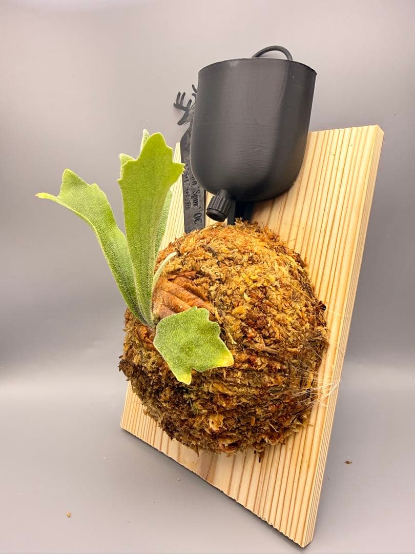 AIRITO　ビカクシダ　P. Willinckii 'Spur' OC