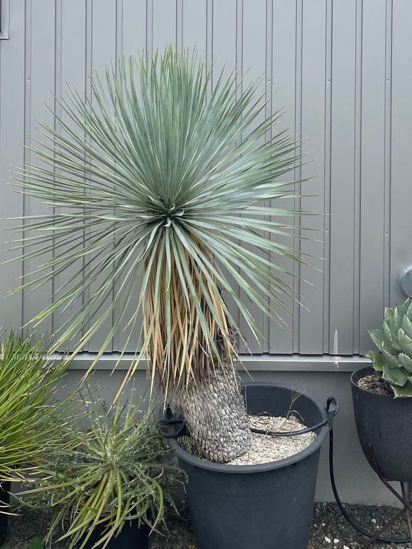 ユッカロストラータ　静岡市引き取り限定