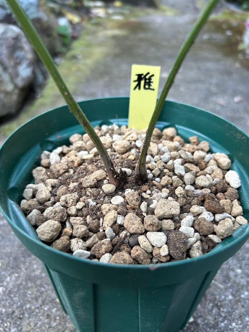 31 クリスマスローズ種　 ３粒 終了致しました。