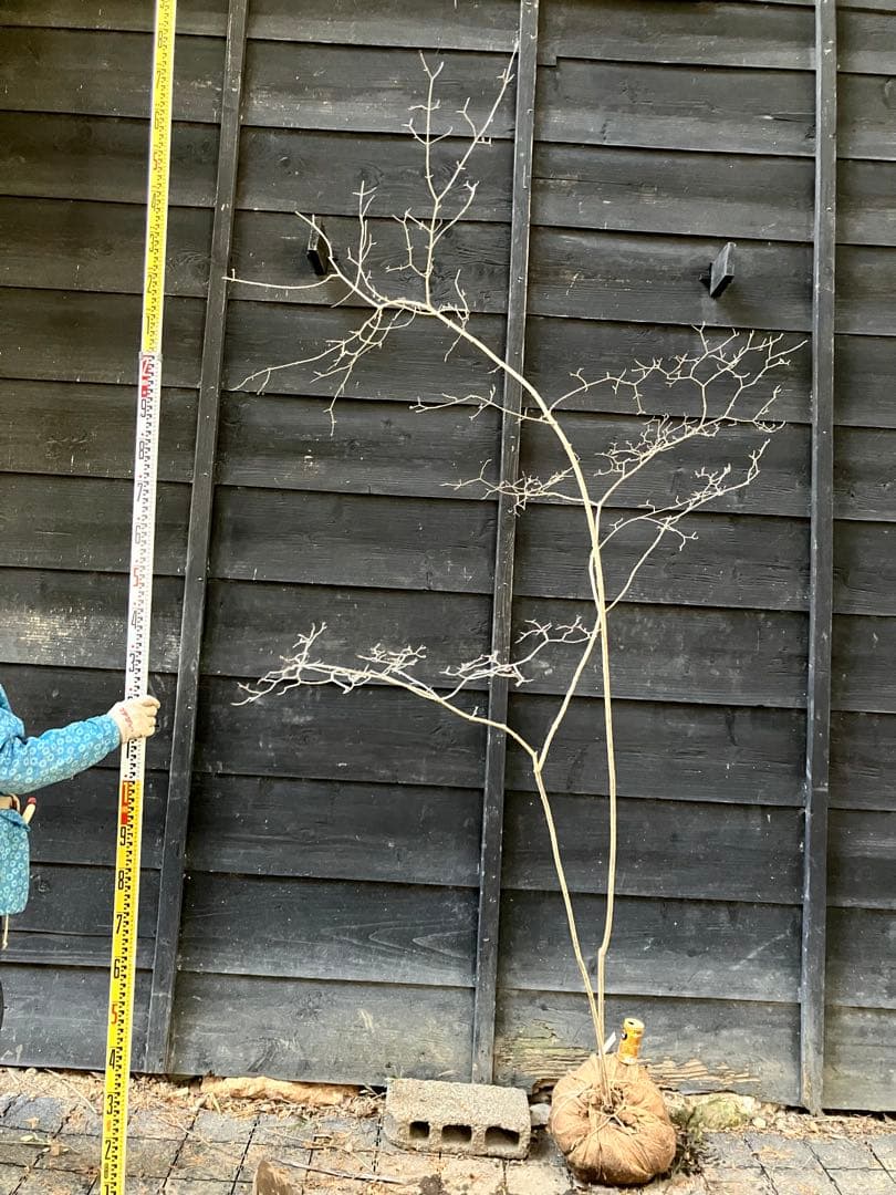 90 山採り　オトコヨウゾメ