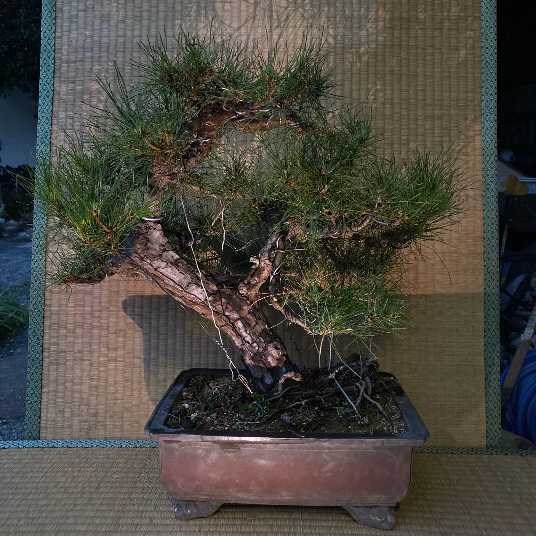 赤松　模様木【黒松/赤松/真柏/五葉松/杉/檜/松】