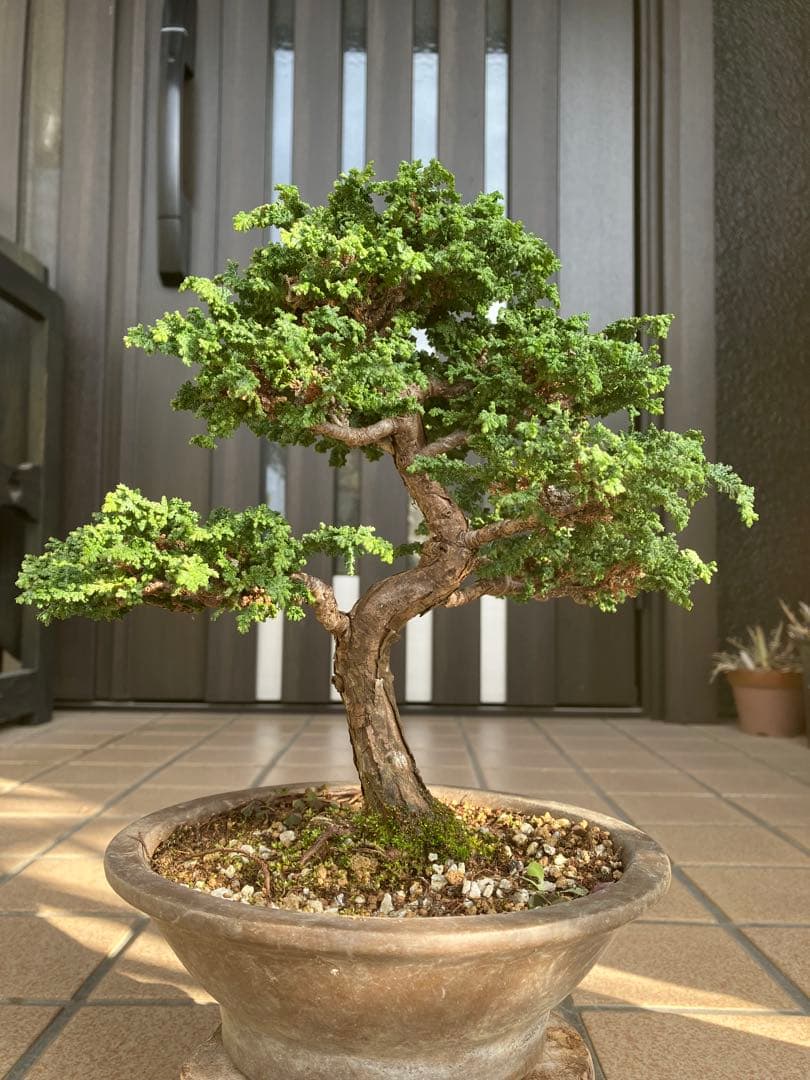 ◉石化檜盆栽　究極の逸品　幹の曲と美しい樹形が超魅力！　　大特価！早いもの勝ち