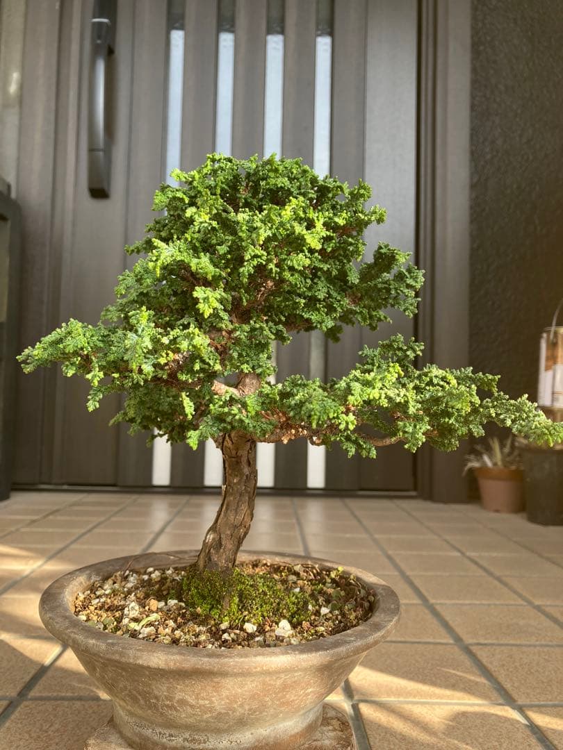 ◉石化檜盆栽　究極の逸品　幹の曲と美しい樹形が超魅力！　　大特価！早いもの勝ち