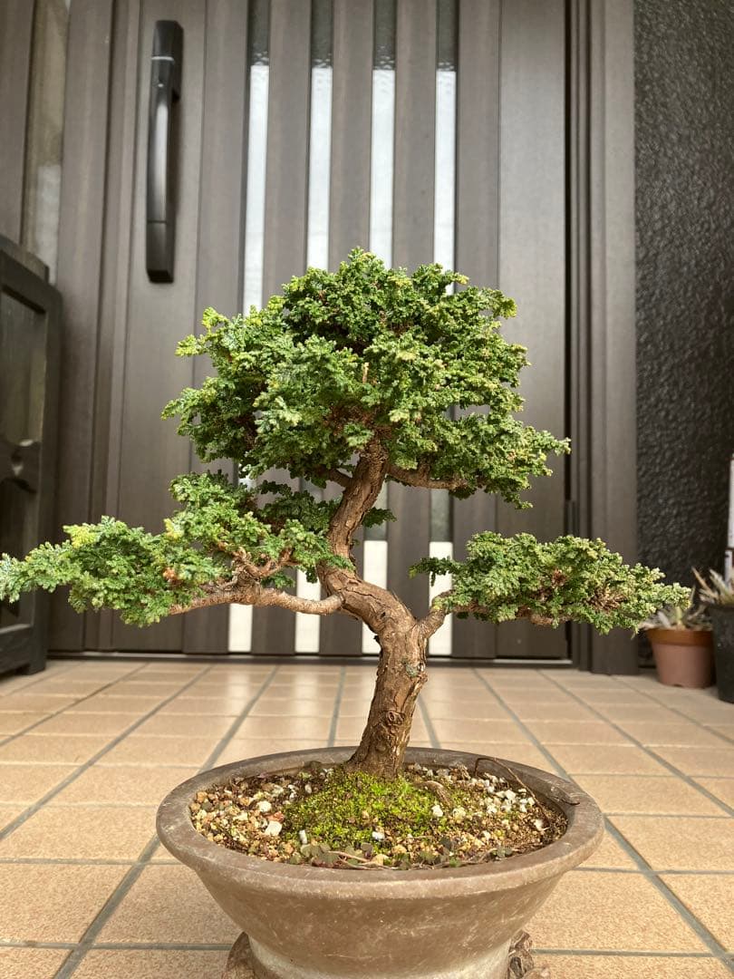 ◉石化檜盆栽　究極の逸品　幹の曲と美しい樹形が超魅力！　　大特価！早いもの勝ち