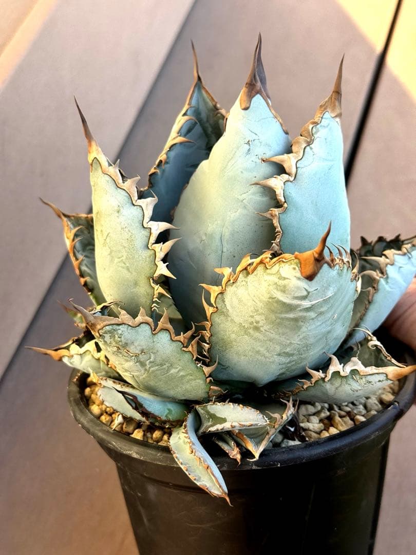 アガベ　チタノタ　ライオンズメーン　親株　美株