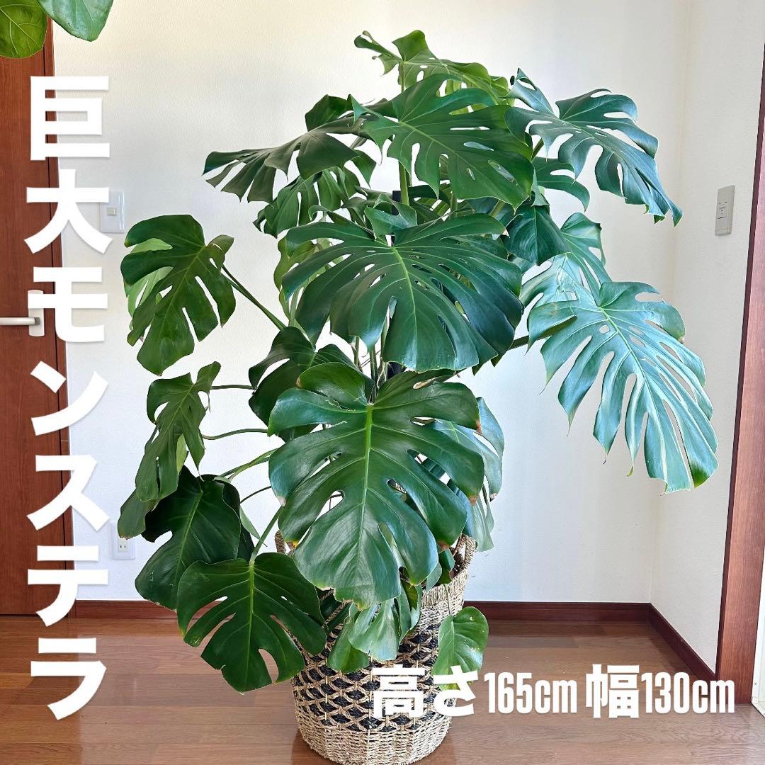 【近隣運送可】巨大モンステラ 3株 165cm