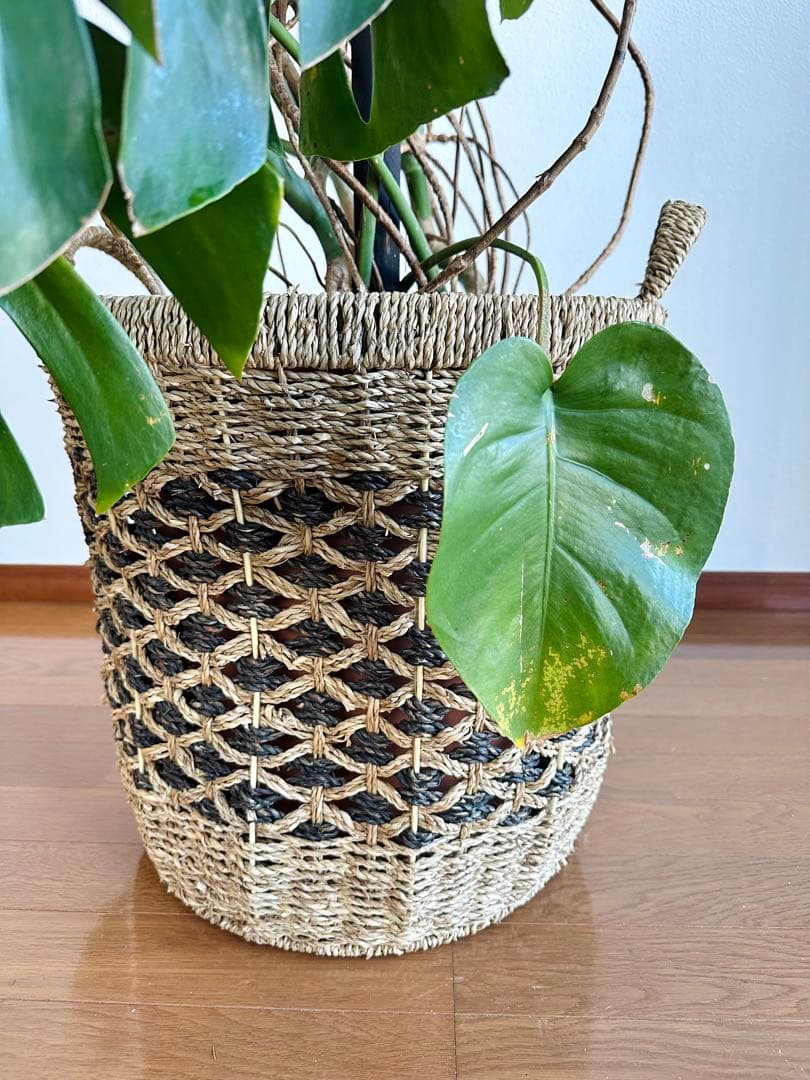 【近隣運送可】巨大モンステラ 3株 165cm