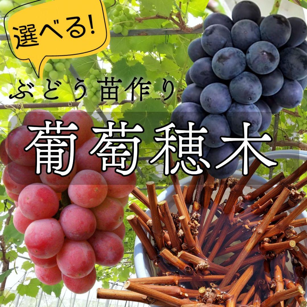 【オーダーページ】カンタン栽培 ブドウ 穂木 挿し木 苗木づくりに♪