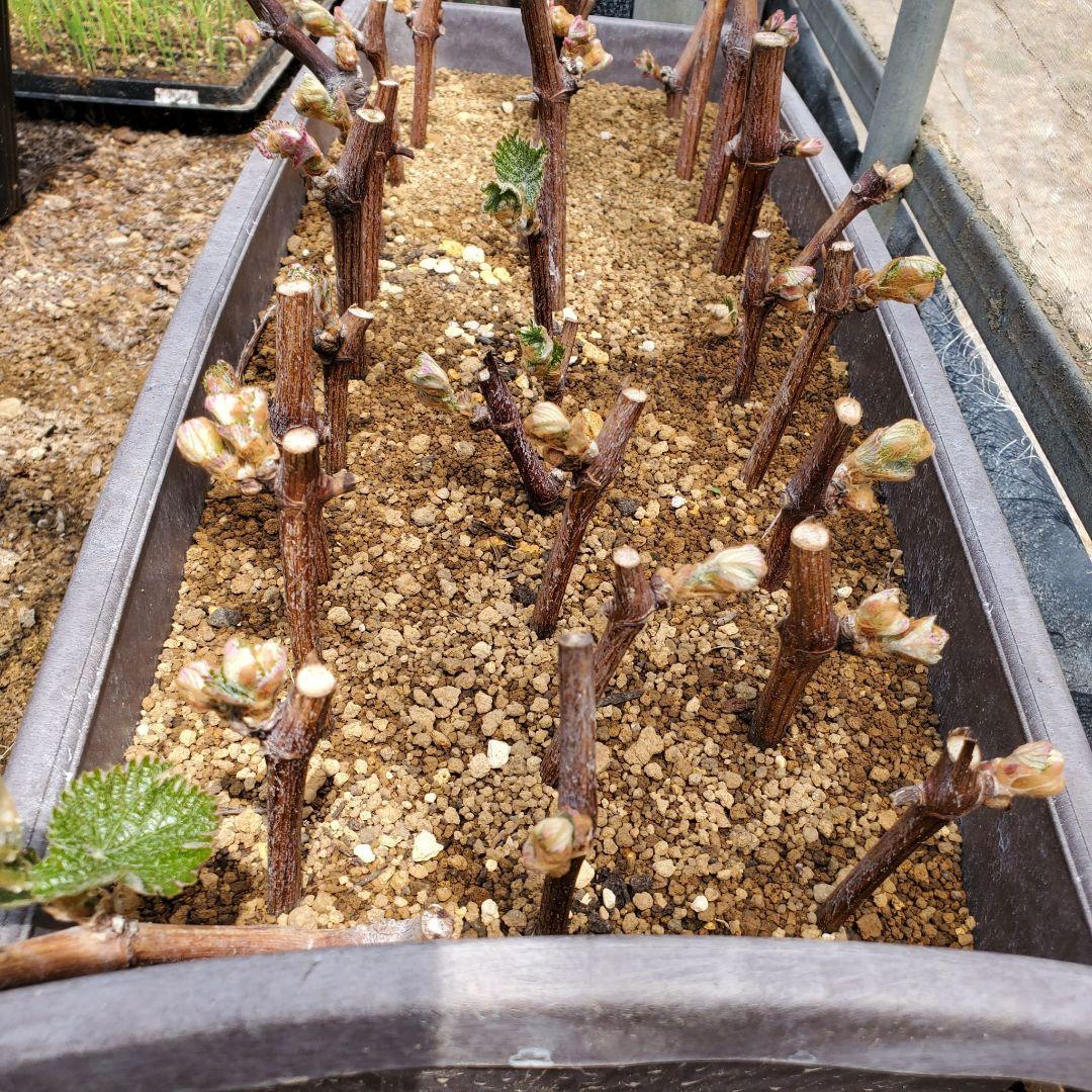 【オーダーページ】カンタン栽培 ブドウ 穂木 挿し木 苗木づくりに♪